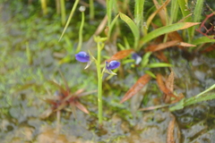 Utricularia praeterita